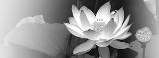black and write Lotus web